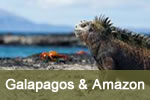 Iguana, Galapagos